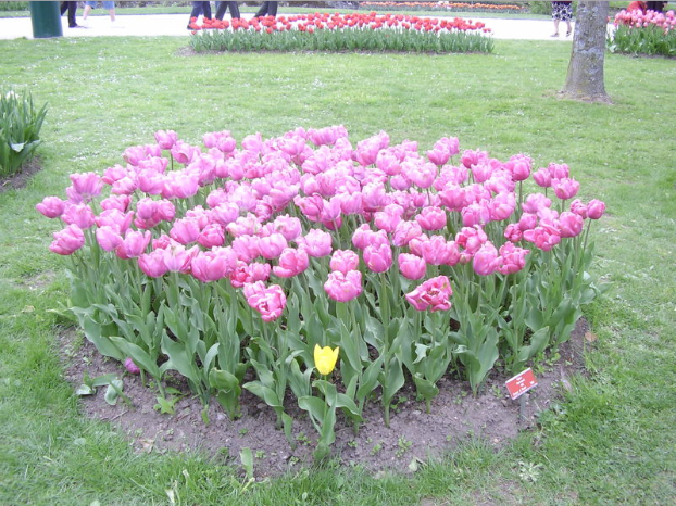partaire-de-tulipes